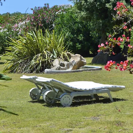 Mimosa فيلة بولا