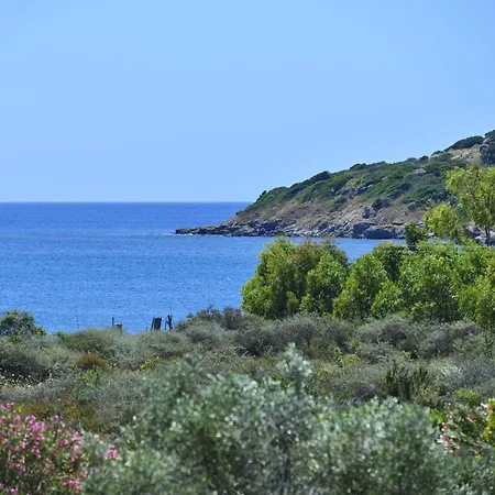 فيلة Mimosa بولا